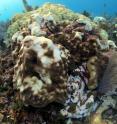 Physiologically stressed reef corals lose their symbionts and appear bleached.  The invasive symbiont, <i>Symbiodinium trenchii</i> is quick to populate these animals after cessation of thermal stress.