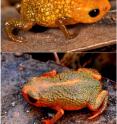Two of the new species of miniaturized frog found in the Brazilian Atlantic Forest are pictured. Upper image is of <i>Brachycephalus auroguttatus</i> and lower image is of <i>Brachycephalus verrucosus</i>.