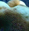 This image shows Caribbean star coral (<i>Orbicella faveolata</i>) with individual coral polyps showing different levels of bleaching during a warm summer bleaching event in summer 2014. Image taken off northern Florida Keys.