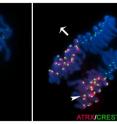 Fluorescence microscopy of maternal and paternal chromosomes is shown at the first mitosis during the oocyte to embryo transition in the mouse. The ATRX protein (red) decorates the centromeres of maternal chromosomes (arrowhead) but is absent from paternal chromosomes revealing the inheritance of distinct epigenetic marks in parental genomes at the onset of mouse development. Kinetochores are stained with CREST antiserum (green) and chromosomes are stained with the DNA fluorochrome DAPI (blue).