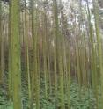 Cedar plantation on Japanese hillside is pictured.