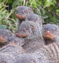 Banded mongooses in Uganda are pictured.