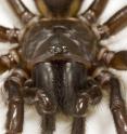 This is a Darling Downs funnel-web spider. Its venom evolved from an insulin-like hormone.
