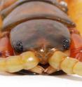 This is a centipede. Its venom evolved from an insulin-like hormone.