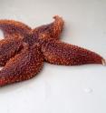 A starfish squeezes a foreign body through its arm tip.
