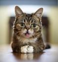 Bloomington, Ind.'s own Lil Bub is one of the more popular felines on the Internet.