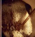 Left: Sahara silver ants forage in the midday sun and look like droplets of mercury rolling on the desert surface. Right: The silvery appearance is created by a dense array of uniquely shaped hairs.