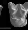 These are <i>Mystacina miocenalis</i> fossil teeth.