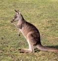 This is an Eastern grey kangaroo manipulating food with one forelimb.