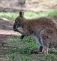 This is a red-necked wallaby manipulating food with one forelimb.