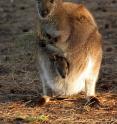 This is a red-necked wallaby manipulating food with one forelimb.