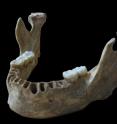DNA taken from a 40,000-year-old modern human jawbone reveals that this man had a Neandertal ancestor as recently as four to six generations back.
