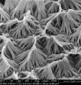 An image of a field of polypyrrole nanowires captured by a scanning electron microscope is shown. A team of Purdue University researchers developed a new implantable drug-delivery system using the nanowires, which can be wirelessly controlled to release small amounts of a drug payload.