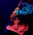 This image shows the fluorescence of corals commonly found in mesophotic reefs of the Red Sea.