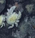 This is a male (larger crab) and female Yeti Crab <i>Kiwa tyleri</i> at Antarctic hydrothermal vents.