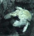 This is a male Yeti Crab at Antarctic hydrothermal vents.