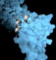 The Scripps Research Institute team's high-resolution image revealed how a viral protein called VP35 helps protect the Ebola virus from the body's immune system.