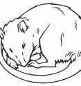 An illustration of a sleeping rat. This was part of a paper published in the open access <i>eLife</i> journal suggesting that rats 'dream' paths to a brighter future.

The research at UCL (University College London) found that when rats rest, their brains simulate journeys to a desired future such as a tasty treat.