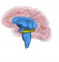 People with depression were shown to have reduced hippocampus volume compared to non-depressed people.