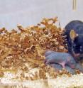 The offspring of mother mice exposed to male pheromones before pregnancy displayed greater intelligence compared to other mice.