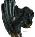 <p>This partial fossilized jaw is from a baby <em>Smilodon fatalis</em>. At the time of the cat's death, one of its adult canines (inside, top) was erupting alongside the baby canine (bottom).