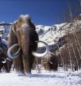 The first comprehensive analysis of the woolly mammoth genome reveals extensive genetic changes that allowed mammoths to adapt to life in the arctic.