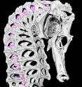 This image shows the skeletal structure of a seahorse with its classice square tail.