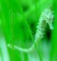 A seahorse can use its tail to cling to things while it waits for food to drift by.