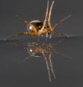 Linyphiid spider sailing using legs is shown.