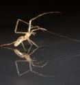 Tetragnathid spider is using silk as anchor.