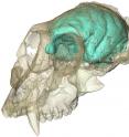 The brain hidden inside the oldest known Old World monkey skull has been visualized for the first time. The ancient monkey, known as <em>Victoriapithecus</em>, first made headlines in 1997 when its 15 million-year-old skull was discovered on an island in Kenya's Lake Victoria. Now, thanks to high-resolution X-ray imaging, researchers have peered inside its cranial cavity and created a three-dimensional computer model of what the animal's brain likely looked like. Its tiny but remarkably wrinkled brain supports the idea that brain complexity can evolve before brain size in the primate family tree. The creature's fossilized skull is now part of the permanent collection of the National Museums of Kenya in Nairobi.