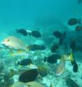 This is Ningaloo reef, West Australia.
