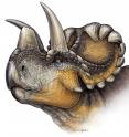 This is a ife reconstruction of <em>Wendiceratops pinhornensis</em>.