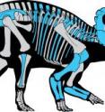 Reconstruction of <em>Wendiceratops pinhornensis </em>skeleton shows the fossil bones that have been found to date in blue.