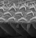 A scanning electron microscope image zooming into the v-shaped sensory hair bundles in the cochlea. Each bundle contains 50 to 100 microvilli, tipped with TMC proteins. Cell bodies are below the bundles.