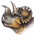 This is a life reconstruction of <I>Wendiceratops pinhornensis</I> gen. et sp. nov.