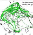 The larval connectivity network of the bicolor damselfish (Stegastes partitus) shows that spawning more often (gray lines) increases dispersion and in some routes, even strengthens the connections (direction of connectivity is clockwise). However, connectivity nodes (circles) become more central in keeping the integrity of the network when spawning is less frequent (i.e., grey circles are generally smaller than green).