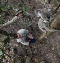 San Diego Zoo's Ric Schwartz (left) and UQ's Dr. Bill Ellis with a koala participating in the radio tracking study.