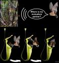 To maintain mutualism, plants specifically appeal to their animal partners' perception. This study show that Paleotropical carnivorous plants have reflective structures that are acoustically attractive for mutualistic bats. This phenomenon can similarly be found in a few Neotropical bat-pollinated flowers.