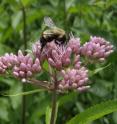 Global warming is putting the squeeze on bumblebees. In the most comprehensive study ever conducted of the impacts of climate change on these critical pollinators, scientists have discovered that global warming is rapidly shrinking the area where bumblebees are found in both North America and Europe. The new study is reported in the journal <i>Science</i>.