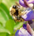 A red-belted bumblebee visiting a lupine. This bee is covered in pollen, demonstrating the incredibly effective pollination service that such species perform. Yet, bumblebee species are responding very badly to climate changes across continents, and many species have simply retreated from hot areas entirely.