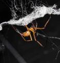 Male black widow spiders destroy large sections of the female's web during courtship and wrap it up in their own silk.
