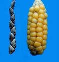 Teosinte and "reconstructed" primitive corn created by crossing teosinte with Argentine pop corn and then selecting the smallest offspring. This ear resembles the earliest archaeological corn recovered from the Tehuac&aacute;n valley in Mexico.