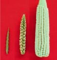 Left: Teosinte ear; right: corn ear; center: ear from the first generation hybrid of a cross between teosinte and corn.
