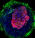 When spatially confined, differentiating human induced pluripotent stem cells self-organize into cardiac microchambers. Myofibroblasts are green, cardiomyocytes are red and the nuclei are blue. Cardiac microchambers can be used to study the toxicity of drugs that affect early human heart development.