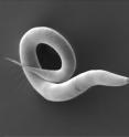 The worm <I>Caenorhabditis elegans</I> is a very well-studied model organism in biology.