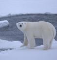 A young polar bear on pack ice over deep waters in the Arctic Ocean, October 2009.