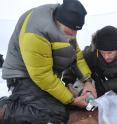 Researchers Hank Harlow, left, and John Whiteman, right, collect a breath sample from a polar bear on pack ice in October 2009.