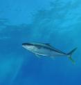 This is a yellowtail amberjack (<em>Seriola lalandi</em>), one of several Pacific coastal species that has extended its range.