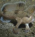 This is a spotted handfish (<em>Brachionichthys hirsutus</em>), an Australian coastal species that hasn't extended its distributional range despite shifting temperatures.